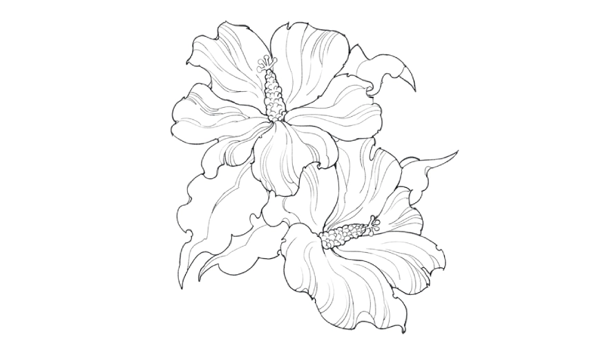 step 5 to draw a hibiscus flower