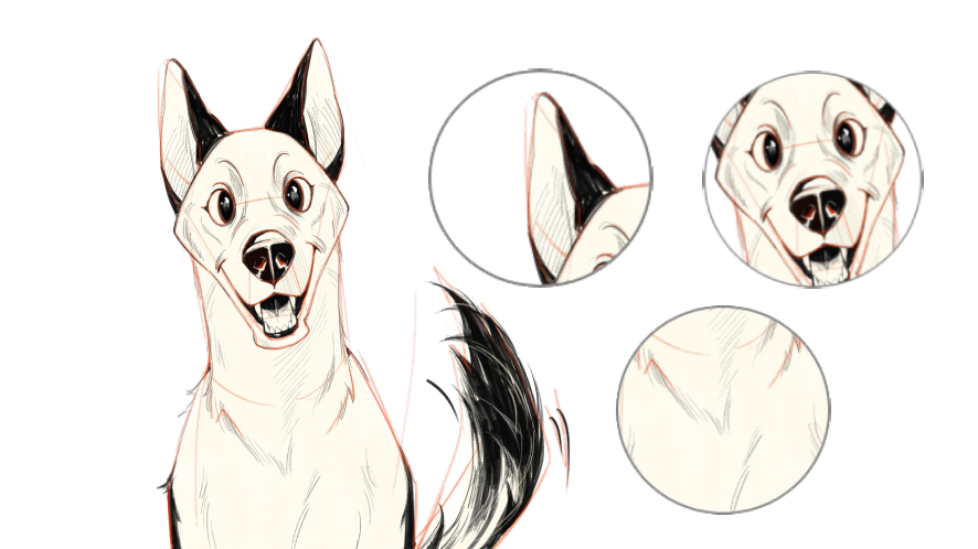 how to draw a husky dog step 6